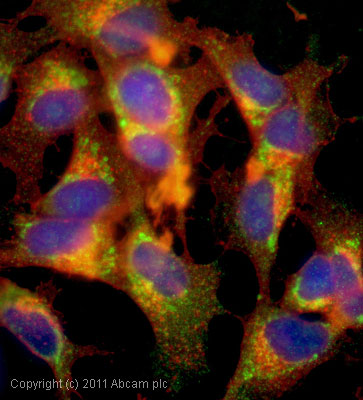 ICC/IF image of ab57473 stained SHSY5Y cells. The cells were 100% methanol fixed (5 min) and then incubated in 1%BSA / 10% normal goat serum / 0.3M glycine in 0.1% PBS-Tween for 1h to permeabilise the cells and block non-specific protein-protein interactions. The cells were then incubated with the antibody (ab57473, 5µg/ml) overnight at +4°C. The secondary antibody (green) was Alexa Fluor® 488 goat anti-mouse IgG (H+L) used at a 1/1000 dilution for 1h. Alexa Fluor® 594 WGA was used to label plasma membranes (red) at a 1/200 dilution for 1h. DAPI was used to stain the cell nuclei (blue) at a concentration of 1.43µM.