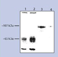 All lanes : Anti-SynCAM antibody (ab3910) at 1/1000 dilutionLane 1 : rat brain lysate at 20 µgLane 2 : rat brain crude synaptosomes at 20 µgLane 3 : SynCAM transfected HEK293T cell lysateLane 4 : HEK293T cell lysate
