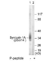 All lanes : Anti-Syntaxin 1a (phospho S14) antibody (ab63571) at 1/500 dilutionLane 1 : Extracts from mouse brain cells (5-30µg)Lane 2 : Extracts from mouse brain cells (5-30µg), with immunizing phosphopeptide (5-10µg)