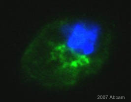 ab12370 at 1/200 staining a mouse macrophage cell line by ICC/IF. The cells were paraformaldehyde fixed and blocked with BSA prior to incubation with the antibody for 24 hours. A FITC conjugated donkey anti-mouse antibody was used as the secondary.See Abreview