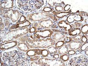 Immunohistochemical analysis of paraffin embedded Human kidney tissue labelling Syntaxin 6 with ab140607 antibody at a dilution of 1/100.