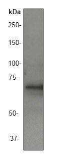 Anti-Syntaxin-binding protein 4 antibody [EP302Y] (ab40674) at 1/5000 dilution + human skeletal lysate