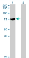 All lanes : Anti-SYTL3 antibody (ab77020) at 5 µg/mlLane 1 : SYTL3 transfected 293T cell lysateLane 2 : Non-transfected 293T cell lysateLysates/proteins at 25 µg per lane.SecondaryGoat Anti-Mouse IgG (H&L)-HRP Conjugate at 1/2500 dilution