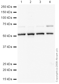 All lanes : Anti-T-bet / Tbx21 antibody (ab53174) at 1 µg/mlLane 1 : Jurkat (Human T cell lymphoblast-like cell line) Whole Cell LysateLane 2 : Jurkat (Human T cell lymphoblast-like cell line) Nuclear Lysate (ab14844)Lane 3 : Jurkat Whole Cell Lysate - Staurosporine Treated (24hr, 500nM)Lane 4 : E14Tg2a (Mouse embryonic stem cell line) Whole Cell LysateLysates/proteins at 10 µg per lane.SecondaryGoat polyclonal to Rabbit IgG - H&L - Pre-Adsorbed (HRP) at 1/3000 dilutionPerformed under reducing conditions.