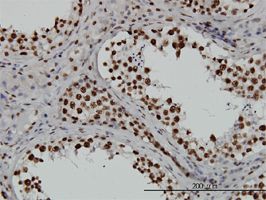 TAF11 antibody (ab57501) used in immunohistochemistry at 3ug/ml on formalin fixed and paraffin embedded human testis.