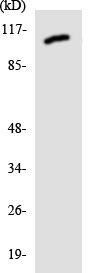 Anti-TAG1 antibody (ab136011) at 1/500 dilution + HUVEC cell lysate at 30 µg