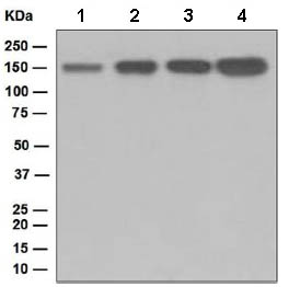 All lanes : Anti-TAG1 antibody [EPR5106] (ab133498) at 1/10000 dilutionLane 1 : Fetal brain lysateLane 2 : Human cerebellum lysateLane 3 : U87-MG lysateLane 4 : SH-SY5Y lysateLysates/proteins at 10 µg per lane.SecondaryHRP labelled goat anti-rabbit at 1/2000 dilution