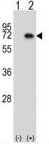 All lanes : Anti-TAK1 antibody - N-terminal (ab171757) at 1/100 dilutionLane 1 : 293 cell lysate, non-transfectedLane 2 : 293 cell lysate, transfected with theTAK1 geneLysates/proteins at 2 µg per lane.