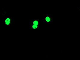 ab119754 at 1/100, staining Tal1 in COS7 cells transiently transfected with pCMV6-ENTRY Tal1, by immunofluorescence.