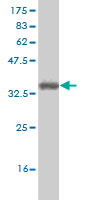 Western blot against tagged recombinant protein immunogen using ab58236 TAL2 antibody at 1ug/ml.