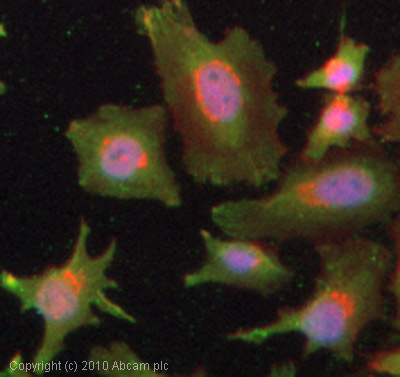 ICC/IF image of ab57758 stained HeLa cells. The cells were 4% formaldehyde fixed (10 min) and then incubated in 1%BSA / 10% normal goat serum / 0.3M glycine in 0.1% PBS-Tween for 1h to permeabilise the cells and block non-specific protein-protein interactions. The cells were then incubated with the antibody (ab57758, 1µg/ml) overnight at +4°C. The secondary antibody (green) was Alexa Fluor® 488 goat anti-mouse IgG (H+L) used at a 1/1000 dilution for 1h. Alexa Fluor® 594 WGA was used to label plasma membranes (red) at a 1/200 dilution for 1h. DAPI was used to stain the cell nuclei (blue) at a concentration of 1.43µM.