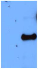 All lanes : Anti-TATA binding protein TBP antibody (ab52701) at 1/1000 dilutionLane 1 : ~20µg of a total protein extract from E coli with ~50ng to 100ng of a fusion protein of an irrelevant antigenLane 2 : ~20µg of a total protein extract from E coli with ~50ng to 500ng of the antigen (antigen fusion protein) SecondaryRabbit anti-mouse IgG + IgM, (H+L) horseradish peroxidase conjugated at 1/5000 dilution