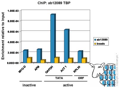 Chromatin was prepared from Hela cells according to the Abcam X-ChIP protocol. Cells were fixed with formaldehyde for 10min. The  ChIP was performed with 25µg of chromatin, 8µg of  ab12089 (blue), and 20µl of Protein A/G sepharose beads. No antibody was added to the beads control (yellow). The immunoprecipitated DNA was quantified by real time PCR (Taqman and sybr green approach). Primers and probes are located either in the core promoter of the gene (TATA) or in the open reading frame (ORF).