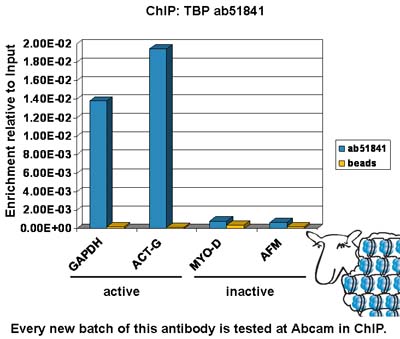 Chromatin was prepared from Hela cells according to the Abcam X-ChIP protocol. Cells were fixed with formaldehyde for 10 min. The ChIP was performed with 25 µg of chromatin, 5 µg of ab51841 (blue), and 20 µl of Protein A/G sepharose beads. No antibody was added to the beads control (yellow). The immunoprecipitated DNA was quantified by real time PCR (Taqman or sybr green approach). Primers and probes are located within 1 kb of the transcription start site.
