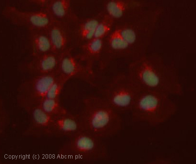 ICC/IF image of ab51841 stained human HEK 293 cells. The cells were 4% PFA fixed (10 min), permabilised in 0.1% PBS-Tween (20 min) and incubated with the antibody (ab51841, 1µg/ml) for 1h at room temperature. 1%BSA / 10% normal goat serum / 0.3M glycine was used to block non-specific protein-protein interactions. The secondary antibody (green) was Alexa Fluor® 488 goat anti-mouse IgG (H+L) used at a 1/1000 dilution for 1h. Alexa Fluor® 594 WGA was used to label plasma membranes (red). DAPI was used to stain the cell nuclei (blue). This antibody also gave a positive IF result in HeLa, HepG2 and MCF7 cells.
