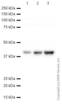 All lanes : Anti-TATA binding protein TBP antibody [mAbcam 51841] - Nuclear Loading Control and ChIP Grade (ab51841) at 5 µg/mlLane 1 : HeLa (Human epithelial carcinoma cell line) Cytoplasmic Lysate at 10 µgLane 2 : HeLa (Human epithelial carcinoma cell line) Nuclear Lysate at 10 µgLane 3 : HeLa (Human epithelial carcinoma cell line) Nuclear Lysate at 20 µgSecondaryRabbit polyclonal to Mouse IgG - H&L (HRP) at 1/3000 dilutionPerformed under reducing conditions.