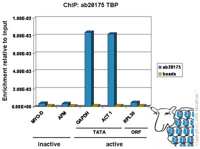 Chromatin was prepared from Hela cells according to the Abcam X-ChIP protocol. Cells were fixed with formaldehyde for 10min. The  ChIP was performed with 25µg of chromatin, 8µg of  ab28175 (blue), and 20µl of Protein A/G sepharose beads. No antibody was added to the beads control (yellow). The immunoprecipitated DNA was quantified by real time PCR (Taqman and sybr green approach). Primers and probes are located either in the core promoter of the gene (TATA) or in the open reading frame (ORF).
