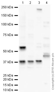 All lanes : Anti-TATA binding protein TBP antibody - Nuclear Loading Control and ChIP Grade (ab63766) at 1 µg/mlLane 1 : Testis (Mouse) Tissue LysateLane 2 : NIH 3T3 (Mouse embryonic fibroblast cell line) Whole Cell LysateLane 3 : Testis (Rat) Tissue LysateLane 4 : HepG2 (Human hepatocellular liver carcinoma cell line) Nuclear Lysate (ab14660)Lysates/proteins at 10 µg per lane.SecondaryGoat polyclonal to Rabbit IgG - H&L - Pre-Adsorbed (HRP) at 1/3000 dilutiondeveloped using the ECL techniquePerformed under reducing conditions.