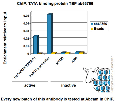 Chromatin was prepared from HeLa cells according to the Abcam X-ChIP protocol. Cells were fixed with formaldehyde for 10 minutes. The ChIP was performed with 25µg of chromatin, 5µg of ab63766 (blue), and 20µl of Protein A/G sepharose beads. No antibody was added to the beads control (yellow). The immunoprecipitated DNA was quantified by real time PCR (Sybr green approach for active loci and Taqman approach for inactive loci). Primers and probes are located in the first kb of the transcribed region.