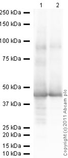 developed using the ECL techniquePerformed under reducing conditions.