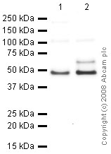 All lanes : Anti-TATA binding protein TBP antibody - Nuclear Loading Control and ChIP Grade (ab63766) at 1 µg/mlLane 1 : HeLa Whole Cell LysateLane 2 : HepG2 (Human hepatocellular liver carcinoma cell line) Whole Cell LysateLysates/proteins at 10 µg per lane.SecondaryGoat polyclonal to Rabbit IgG - H&L - Pre-Adsorbed (HRP) at 1/3000 dilutionPerformed under reducing conditions.