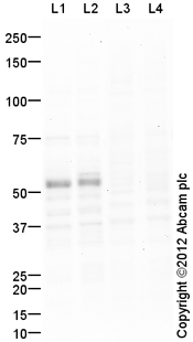 All lanes : Anti-TAZ antibody (ab110239) at 1 µg/mlLane 1 : A549 (Human lung adenocarcinoma epithelial cell line) Whole Cell LysateLane 2 : HeLa (Human epithelial carcinoma cell line) Whole Cell LysateLane 3 : A549 (Human lung adenocarcinoma epithelial cell line) Whole Cell Lysate with Immunising peptide at 1 µg/mlLane 4 : HeLa (Human epithelial carcinoma cell line) Whole Cell Lysate with Immunising peptide at 1 µg/mlLysates/proteins at 20 µg per lane.SecondaryGoat Anti-Rabbit IgG H&L (HRP) preadsorbed (ab97080) at 1/5000 dilutiondeveloped using the ECL techniquePerformed under reducing conditions.