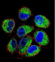 Immunofluorescence analysis of NCI-H460 cells labeling TBC1D13 with ab170529 at 1/10 dilution, followed by Alexa Fluor 488-conjugated Goat anti-Rabbit lgG (green). Actin filaments have been labeled with Alexa Fluor 555 phalloidin (red). DAPI was used to stain the cell nuclear (blue).