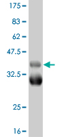 Western blot against tagged recombinant protein immunogen using ab56423 TBX18 antibody at 1ug/ml.