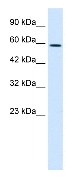 Anti-Tbx4 antibody (ab28634) at 0.5 µg/ml + HepG2 cell lysate 10ug.SecondaryHRP conjugated anti-Rabbit IgG at 1: 50,000 - 100,000
