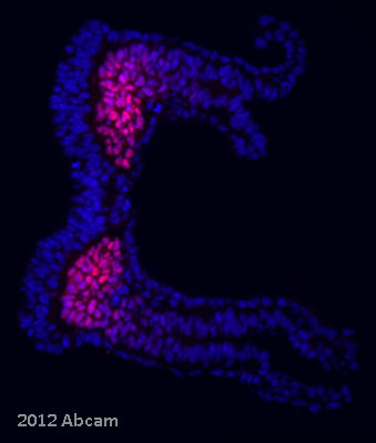 IHC-P image of Tbx6 staining with ab38883 on tissue sections from an E8.5 mouse embryo. The sections were Paraformaldehyde fixed, and permeabilized in PBST (PBS/0.5% v/v TritonX100), before incubation with ab38883 (1/500 dilution) for 48 hours at 4°C in 1% BSA, 5% donkey serum in PBST. The secondary used was an Alexa-Fluor 555 conjugated donkey anti-rabbit polyclonal, at a 1/1000 dilution.See Abreview