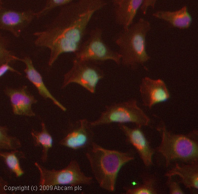 ICC/IF image of ab45297 stained HeLa cells. The cells were 4% PFA fixed (10 min) and then incubated in 1%BSA / 10% normal goat serum / 0.3M glycine in 0.1% PBS-Tween for 1h to permeabilise the cells and block non-specific protein-protein interactions. The cells were then incubated with the antibody (ab45297, 1µg/ml) overnight at +4°C. The secondary antibody (green) was Alexa Fluor® 488 goat anti-rabbit IgG (H+L) used at a 1/1000 dilution for 1h. Alexa Fluor® 594 WGA was used to label plasma membranes (red) at a 1/200 dilution for 1h. DAPI was used to stain the cell nuclei (blue) at a concentration of 1.43µM.