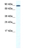 Anti-TCF12 antibody (ab33581) at 0.06 µg/ml + Fetal lung lysates at 10 µgSecondary HRP conjugated anti-Rabbit IgG
