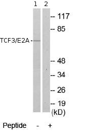 All lanes : Anti-TCF3 / E2A antibody (ab69999) at 1/500 dilutionLane 1 : Extracts from 293 cells, minus immunising peptideLane 2 : Extracts from 293 cells, plus immunising peptide 5µgLysates/proteins at 5 µg per lane.
