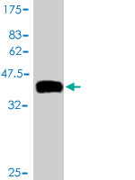 Western blot against tagged recombinant protein immunogen using ab56622 TCL1B antibody at 1ug/ml.