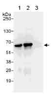 TCP1 beta was immunoprecipitated from 1 mg of 293T cell whole cell lysate using ab176710 at 6 μg/mg lysate (Lane 1), a rabbit anti-TCP1 beta antibody recognizing a downstream epitope (Lane 2) or control IgG (Lane 3). 20% of Immunoprecipitate was loaded per well and blotted using ab176710 at 0.4 μg/ml. Developed usng ECL technique with a 3 second exposure time.