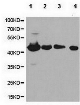 All lanes : Anti-TCPTP antibody (ab180764) at 1/500 dilutionLane 1 : Extract of SW680 cell lineLane 2 : Extract of BT474 cell lineLane 3 : Extract of Jurkat cell lineLane 4 : Extract of K562 cell line