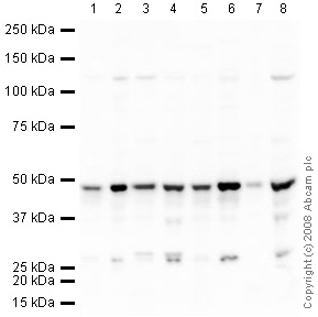 All lanes : Anti-TDP43 antibody (ab41881) at 1 µg/mlLane 1 : HeLa (Human epithelial carcinoma cell line) Whole Cell LysateLane 2 : HeLa (Human epithelial carcinoma cell line) Nuclear LysateLane 3 : Jurkat (Human T cell lymphoblast-like cell line) Whole Cell LysateLane 4 : Jurkat (Human T cell lymphoblast-like cell line) Nuclear Lysate (ab14844)Lane 5 : HepG2 (Human hepatocellular liver carcinoma cell line) Whole Cell LysateLane 6 : HepG2 (Human hepatocellular liver carcinoma cell line) Nuclear Lysate (ab14660)Lane 7 : A431 (Human epithelial carcinoma cell line) Whole Cell LysateLane 8 : K562 (Human erythromyeloblastoid leukemia cell line) Nuclear Lysate - tumor cell line (ab29309)Lysates/proteins at 10 µg per lane.SecondaryGoat polyclonal to Rabbit IgG - H&L - Pre-Adsorbed (HRP) at 1/3000 dilutionPerformed under reducing conditions.