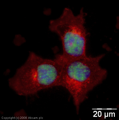 ICC/IF image of ab41881 stained human Hek293 cells. The cells were 4% PFA fixed (10 min), permabilised in 0.1% PBS-Tween (20 min) and incubated with the antibody (ab41881, 5µg/ml) for 1h at room temperature. 1%BSA / 10% normal goat serum / 0.3M glycine was used to block non-specific protein-protein interactions. The secondary antibody (green) was Alexa Fluor® 488 goat anti-rabbit IgG (H+L) used at a 1/1000 dilution for 1h. Alexa Fluor® 594 WGA was used to label plasma membranes (red). DAPI was used to stain the cell nuclei (blue).
