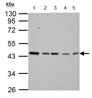 All lanes : Anti-TDP43 antibody (ab154047) at 1/3000 dilutionLane 1 : Neuro2A whole cell lysateLane 2 : GL261 whole cell lysateLane 3 : NIH 3T3 whole cell lysateLane 4 : BCL1 whole cell lysateLane 5 : RAW 264.7 whole cell lysateLysates/proteins at 30 µg per lane.