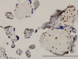 TEAD4 antibody (ab58308) used in immunohistochemistry at 3ug/ml on formalin fixed and paraffin embedded human placenta.