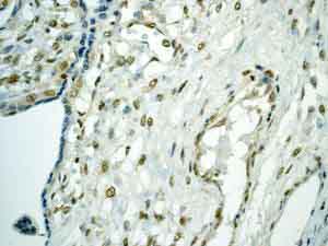 Immunohistochemistry analysis of Paraffin Embedded Human placenta tissue labelling TEF1 with ab133533 at 1/100.
