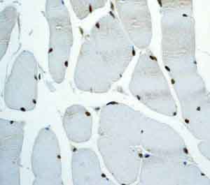 Immunohistochemistry analysis of Paraffin Embedded Human skeletal muscle tissue labelling TEF1 with ab133533 at 1/100.
