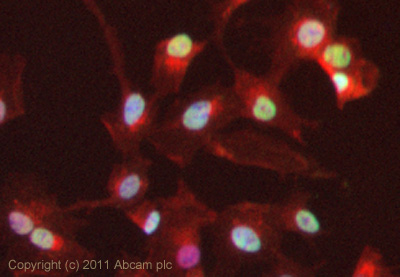 ICC/IF image of ab94523 stained HepG2 cells. The cells were 4% PFA fixed (10 min) and then incubated in 1%BSA / 10% normal goat serum / 0.3M glycine in 0.1% PBS-Tween for 1h to permeabilise the cells and block non-specific protein-protein interactions. The cells were then incubated with the antibody (ab94523, 1µg/ml) overnight at +4°C. The secondary antibody (green) was Alexa Fluor® 488 goat anti-rabbit IgG (H+L) used at a 1/1000 dilution for 1h. Alexa Fluor® 594 WGA was used to label plasma membranes (red) at a 1/200 dilution for 1h. DAPI was used to stain the cell nuclei (blue) at a concentration of 1.43µM. This antibody also gave a positive result in 4% PFA fixed (10 min) HeLa cells at 1µg/ml.