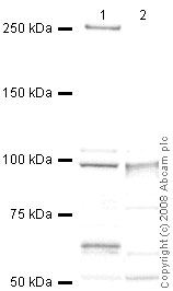 All lanes : Anti-TEM1 antibody (ab48185) at 1 µg/mlLane 1 : Skeletal Muscle (Mouse)Lane 2 : Heart (Mouse) Tissue LysateLysates/proteins at 10 µg per lane.SecondaryGoat polyclonal to Rabbit IgG - H&L - Pre-Adsorbed (HRP) at 1/3000 dilutionPerformed under reducing conditions.
