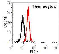 Flow cytometric analysis of Thymocytes labeling TET3 with ab174862 at 1/100 dilution followed by anti-mouse IgG-PE secondary antibody (red) compared with anti-mouse IgG-PE secondary antibody alone (black).