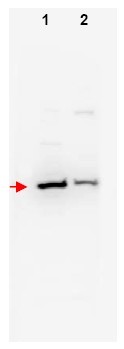 Western blot using affinity purified anti-betaTrCP2 antibody shows detection of mouse and human betaTrCP2 (arrowhead) in NIH3T3 (lane 1) and 293 (lane 2) whole cell lysates, respectively. The band appears as a 58 kDa protein, although a 62.1 kDa band is predicted. The identity of faint higher molecular weight bands is not known. The primary antibody was used at a 1:200 dilution incubated in 5% BLOTTO overnight at 4°C. Detection occurred using HRP conjugated Goat-anti-Rabbit IgG diluted 1:20,000 in blocking buffer for 1 h at 4 °C.