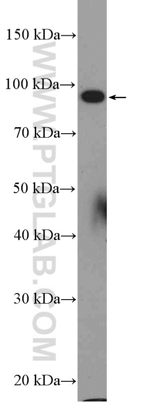 HeLa cells were subjected to SDS PAGE followed by western blot with 20126-1-AP( C15orf39 Antibody) at dilution of 1:300