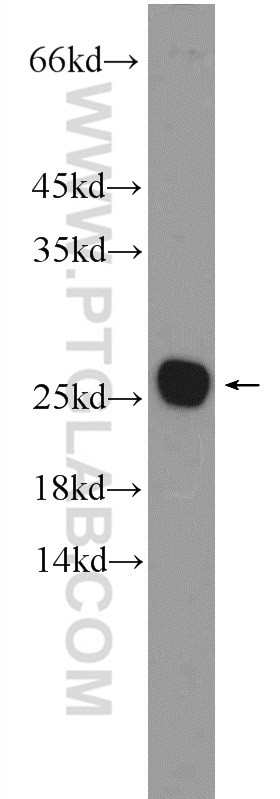Mouse brain tissue were subjected to SDS PAGE followed by western blot with 26037-1-AP( C16orf45 Antibody) at dilution of 1:600