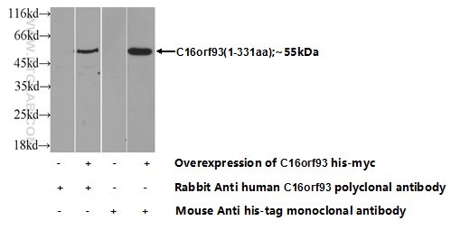 Transfected HEK-293 cells were subjected to SDS PAGE followed by western blot with 25364-1-AP( C16orf93 Antibody) at dilution of 1:700