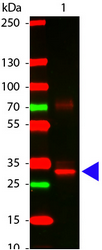 Western blot of rabbit anti-L-asparaginase antibody Cat.-No. R1059P. Lane 1: L-asparaginase. Lane 2: none. Load: 100 ng per lane. Primary antibody: L-asparaginase antibody at 1/1,000 for overnight at 4°C. Secondary antibody: DyLight™ 649 rabbit secondary antibody at 1/20,000 for 30 min at RT. Blocking buffer for 30 min at RT. Predicted/observed size: 32 kDa for L-asparaginase. Other band(s): L-asparaginase splice variants and isoforms.